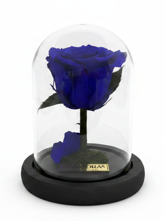 Rosa ARMONÍA CLASSIC ~ 14 CM