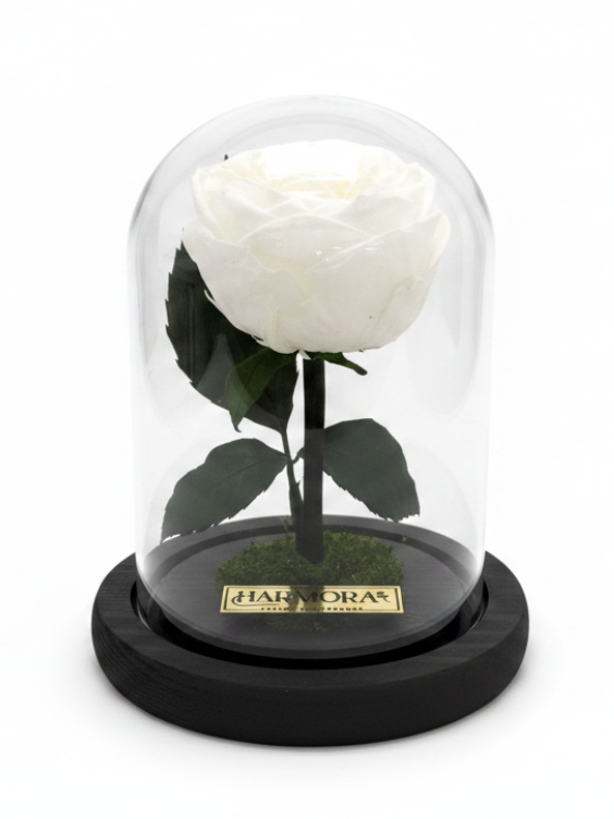 peonía pureza classic ~ 14 cm
