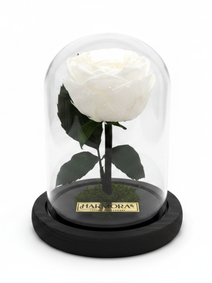 Peonía PUREZA CLASSIC ~ 14 CM