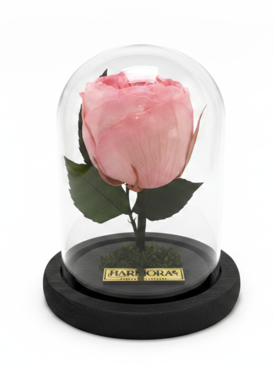 peonía confianza classic ~ 14 cm