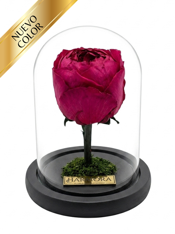 peonía romance classic ~ 14 cm