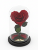 Rosa CORAZÓN SIGNATURE ~ 22.5 CM