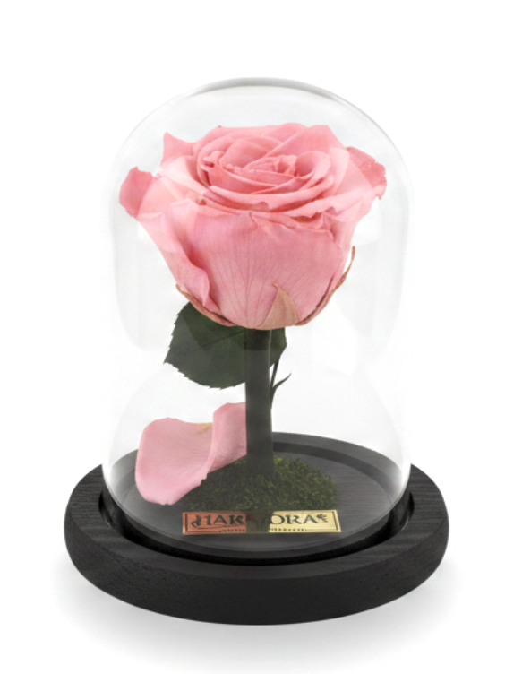rosa ternura classic  ~ 14 cm