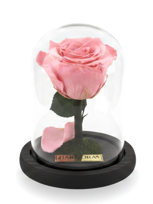 Rosa TERNURA CLASSIC  ~ 14 CM