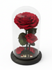 Amor de Madre  ~22.5 CM