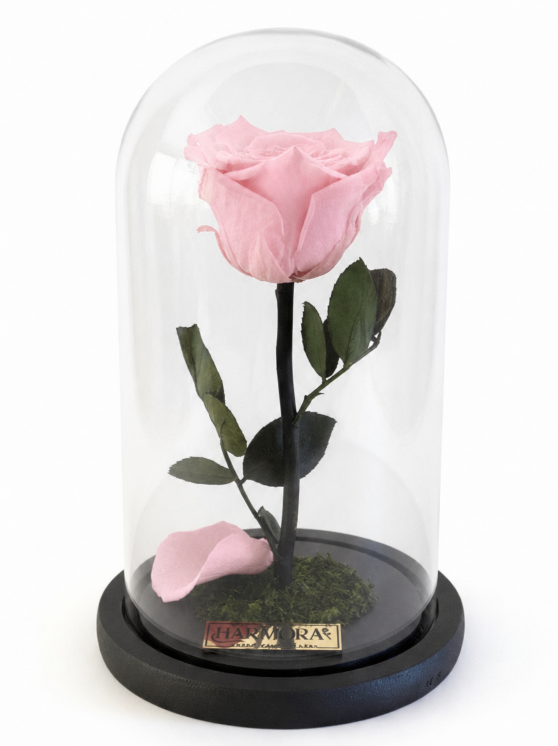 rosa dulzura classic ~ 22.5 cm