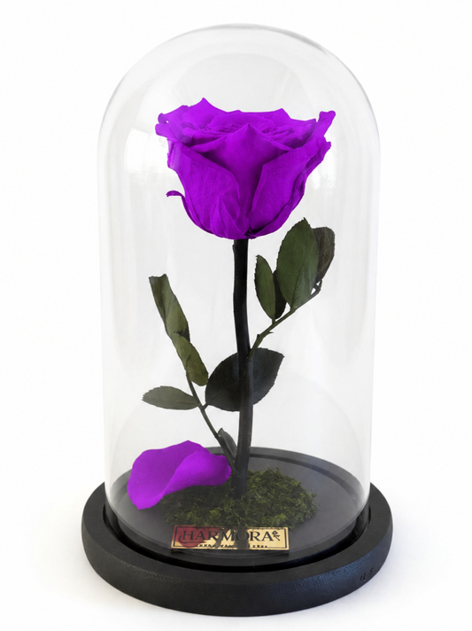 Rosa SABIDURÍA ELEGANCE ~ 22.5 CM
