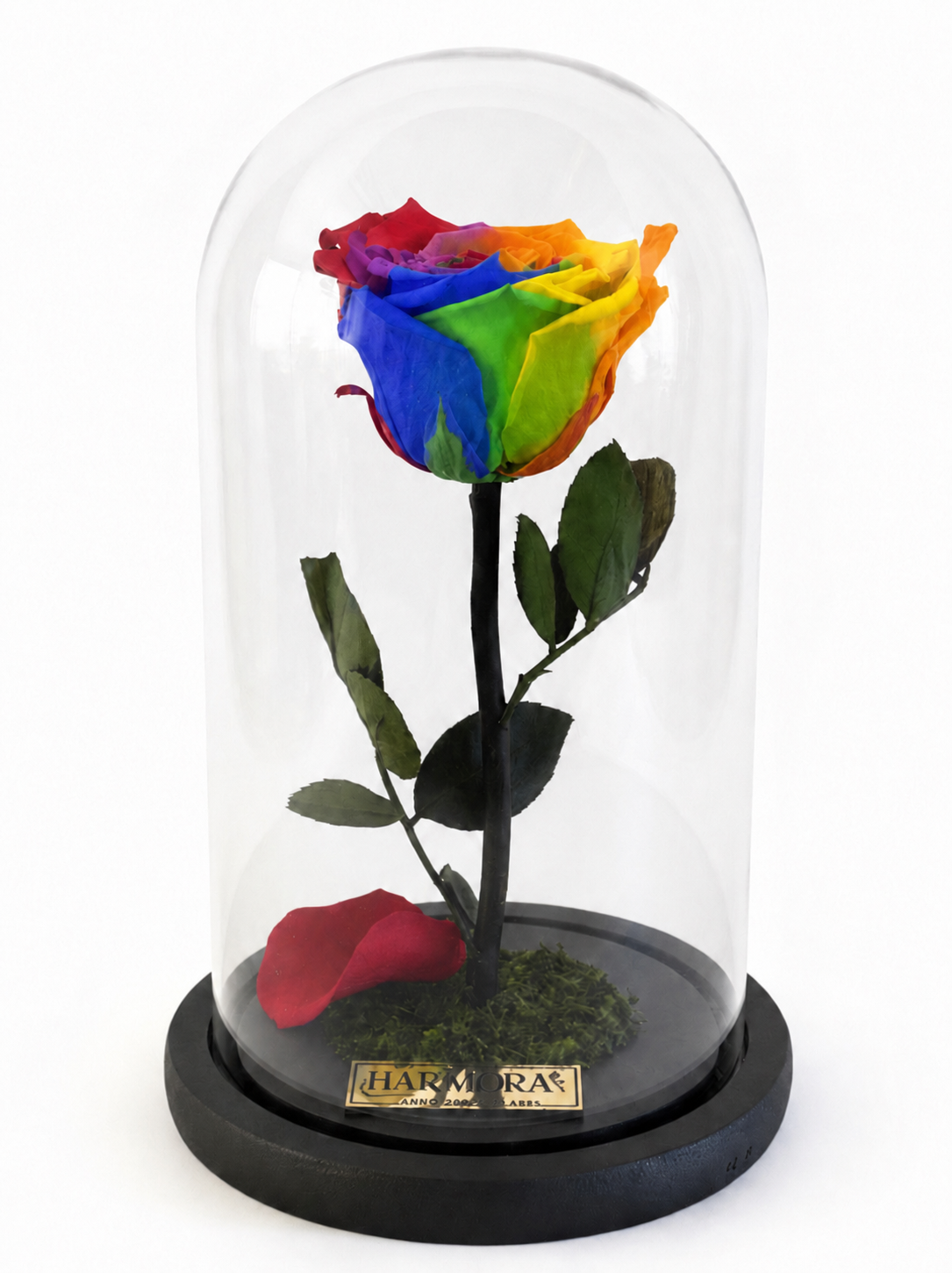 rosa rainbow elegance ~ 22.5 cm