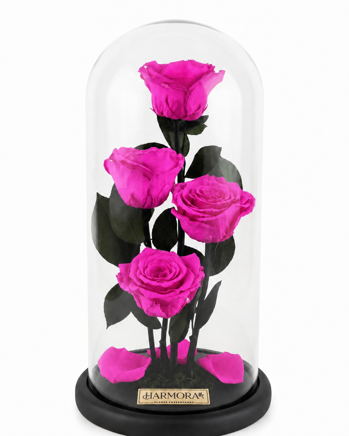 audaz infinity deluxe ~ 36 cm