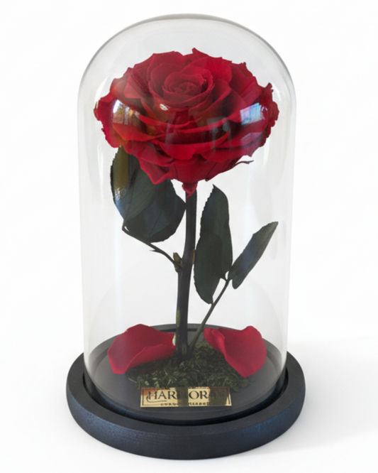 Rosa PASIÓN SIGNATURE ~ 22.5 CM