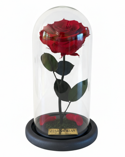 Rosa PASIÓN LUXURY ~ 28 CM