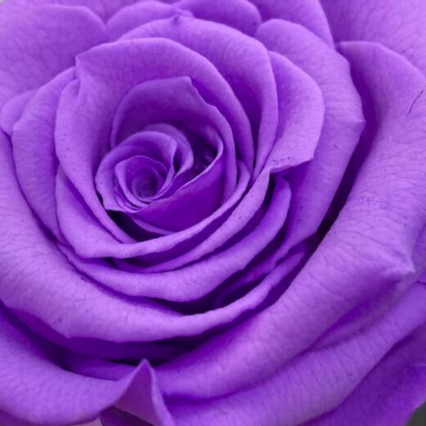 rosa transformación