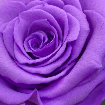 Rosa TRANSFORMACIÓN