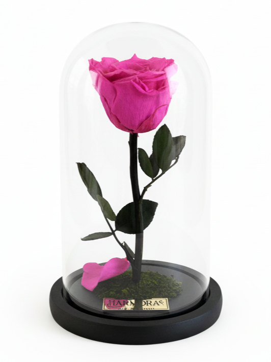 Rosa AUDAZ ELEGANCE ~ 22.5 CM