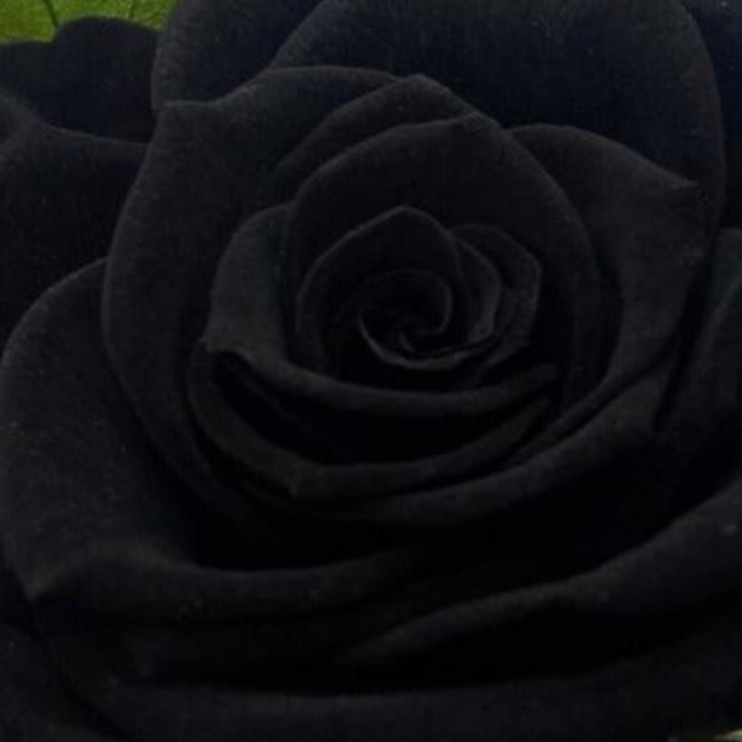 rosa mística