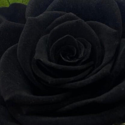 Rosa MÍSTICA