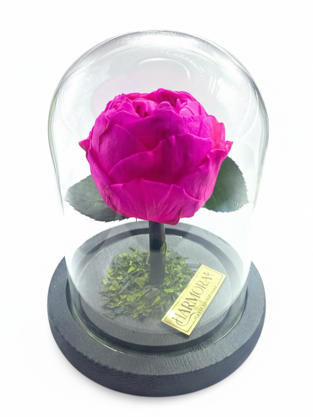 peonía audaz classic ~ 14 cm