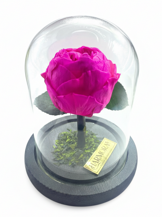 Peonía AUDAZ CLASSIC ~ 14 CM