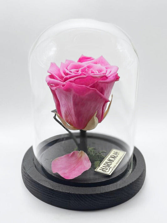 Rosa GRATITUD