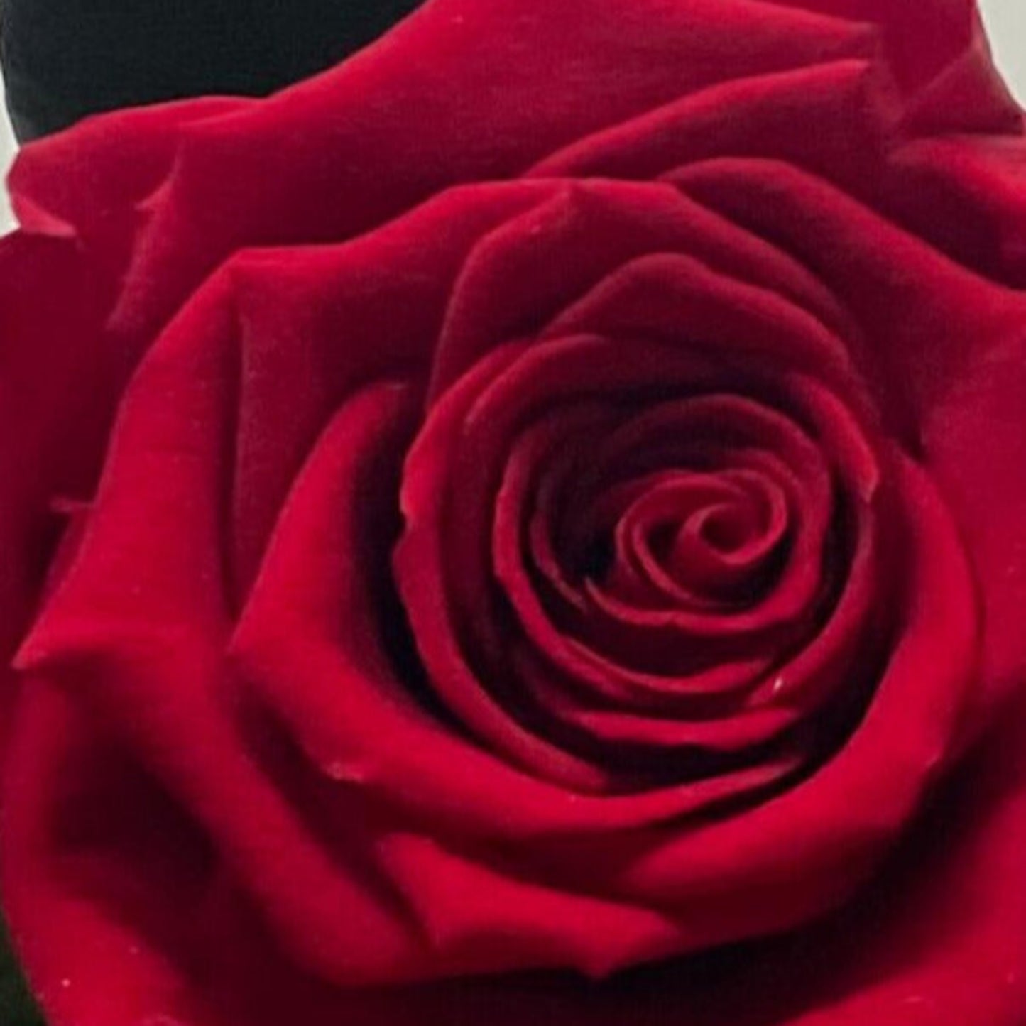rosa pasión