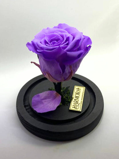 Rosa TRANSFORMACIÓN