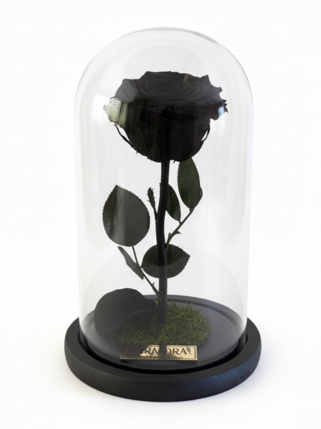 rosa mística elegance ~ 22.5 cm