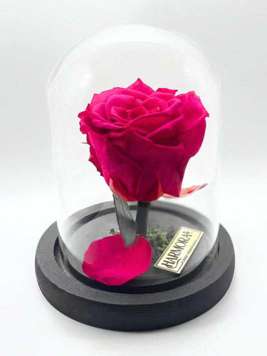 Rosa FORTALEZA