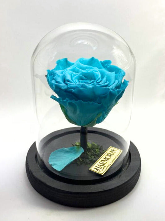 Rosa PLENITUD
