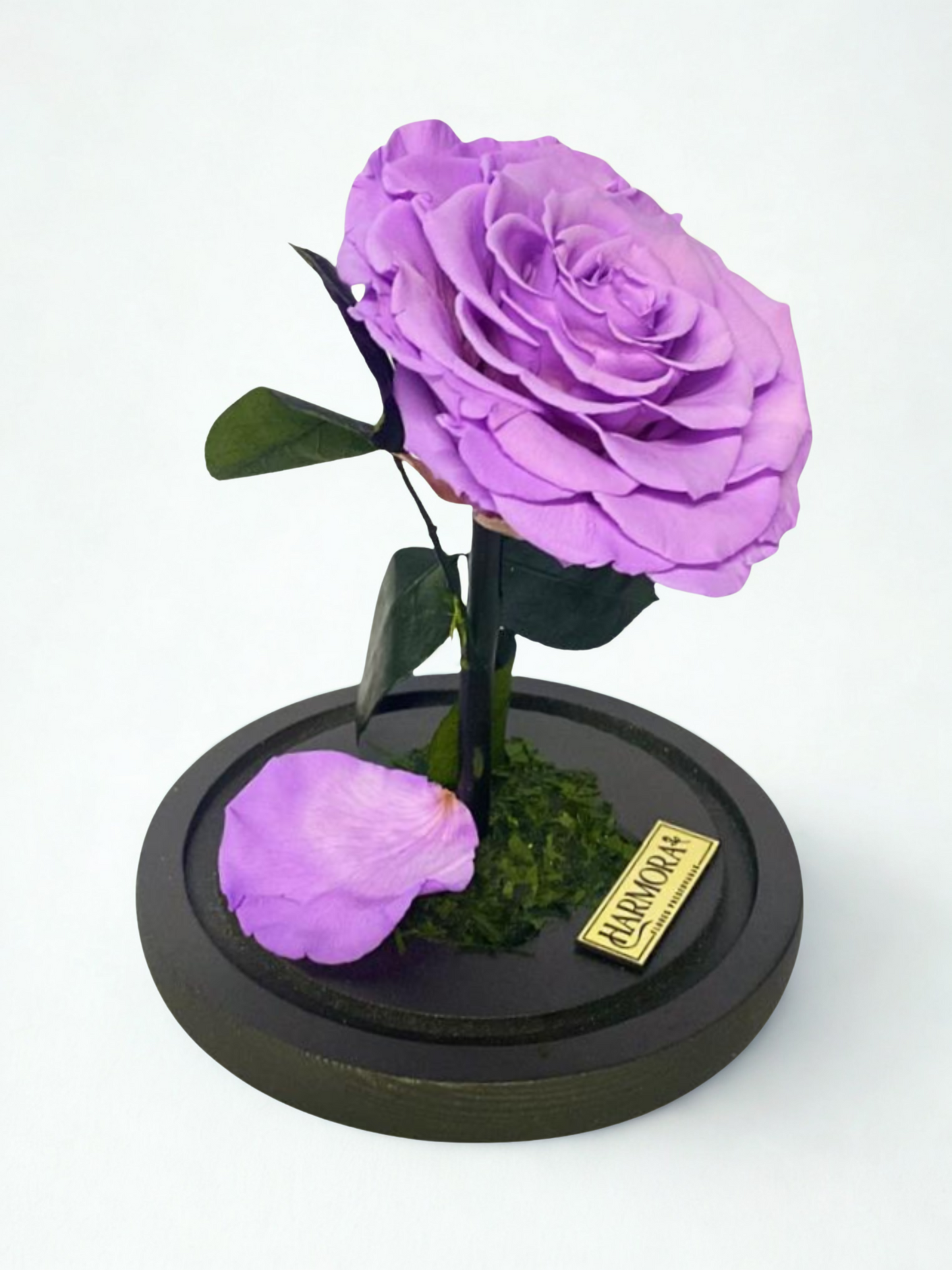 rosa transformación xl