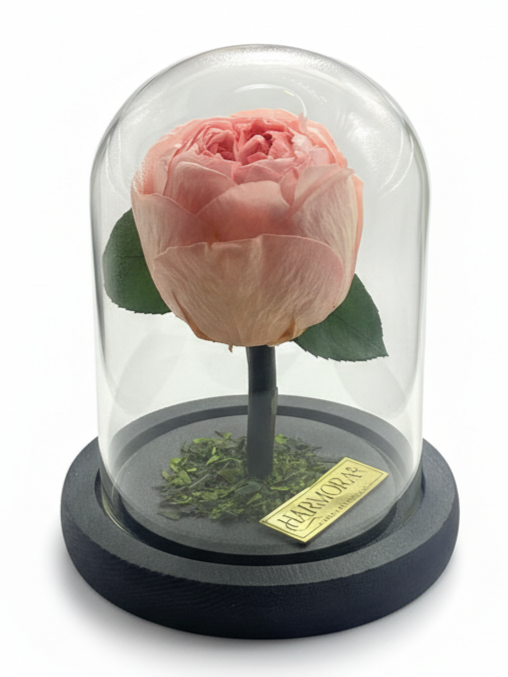 peonía confianza classic ~ 14 cm