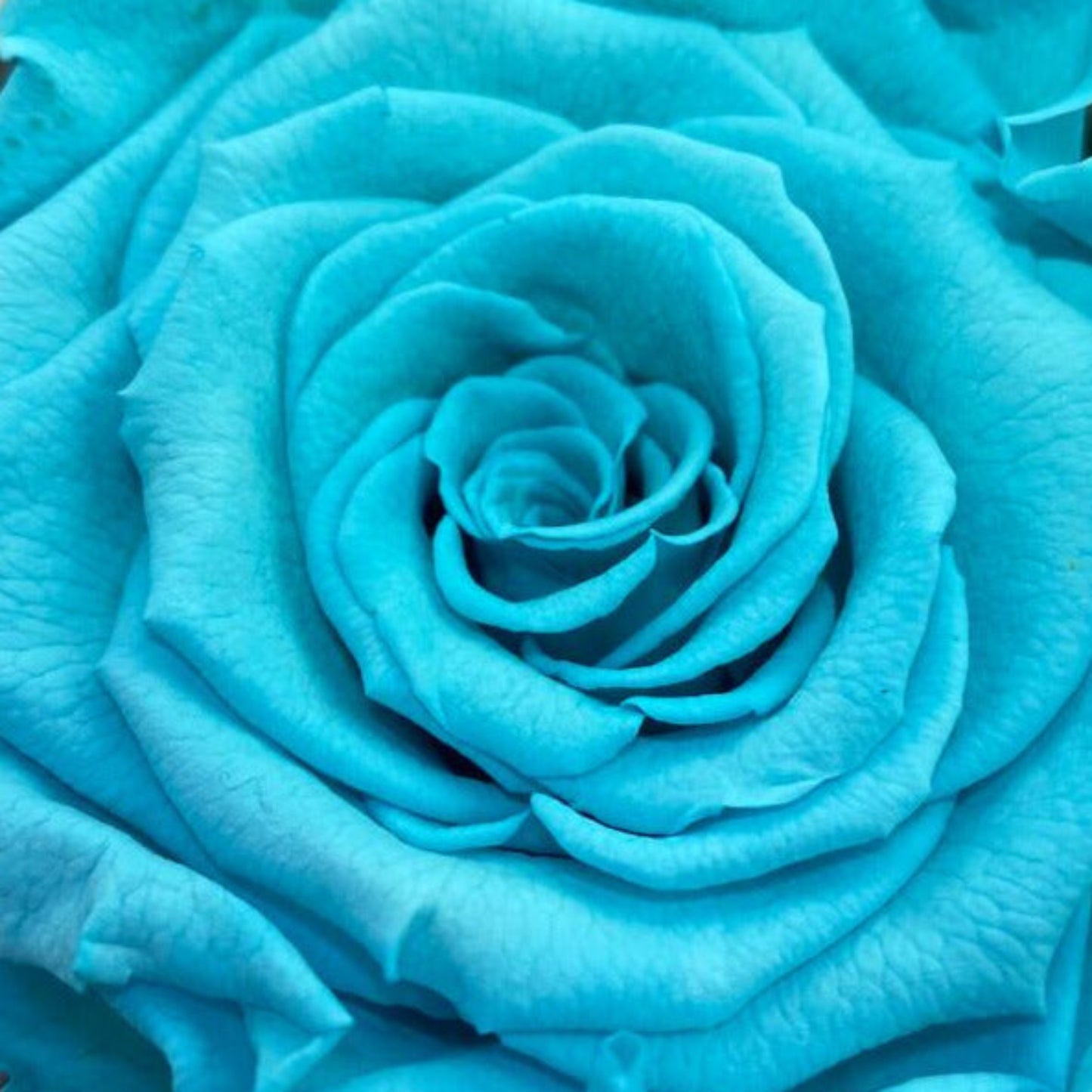 rosa plenitud