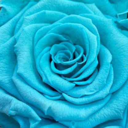 Rosa PLENITUD