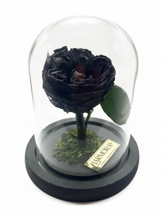 Peonía MÍSTICA CLASSIC ~ 14 CM